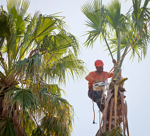 Best Best Tree Removal Services  in Carrollwood, FL